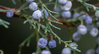 Üreticinin yüzünü güldüren Alıç, dalında 50 tezgâhlarda 70-80 liradan satılıyor