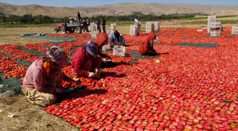 Malatya ekonomi haberleri: Avrupa'nın kuru domatesi Malatya'dan