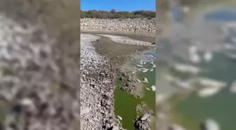 Bakırçay'ın Ardından Bu Kez de Dikili'deki Sulama Göletinde Balık Ölümleri Görüldü