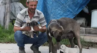 İnşaat ustasının sahiplendiği köpek, yavru kediye de annelik yapıyor