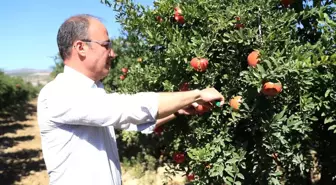 Denizli yerel haberi | Pamukkale Belediyesi'nden nar ve ayva için coğrafi işaret atılımı