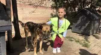 Yüzlerce öğrenci Yedikule Hayvan Barınağı'nı ziyaret etti