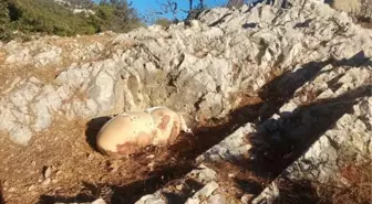 BODRUM'DA ÇARŞAFA SARILI ÖLÜ KÖPEK BULUNDU