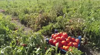 Destekle domates üretimine başlayan kadın girişimci bu sezon tonlarca ürün bekliyor
