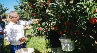 Denizli haberleri: Çivril'de ilk elma hasadını Başkan Vural gerçekleştirdi