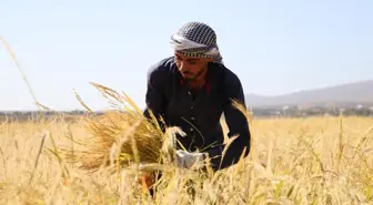 Diyarbakır gündem haberleri: Diyarbakır'da taşlı arazide yetiştirilen tescilli Karacadağ pirincinde hasat dönemi