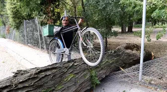 Edirne gündem haberi: Edirne'de kökünden kırılarak yola devrilen ağaç trafiği aksattı
