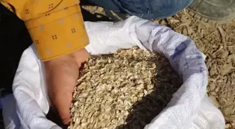 Aydın haber... Efeler'in Şevketi Bostanları İkinci Kez Toprakla Buluştu