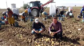 NİĞDE'DE KIŞLIK PATATES HASADI BAŞLADI