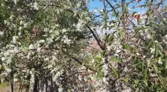 Sivas haber: Sivas'ta kış öncesi elma ağaçları çiçek açtı