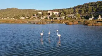 Noel Baba Kuş Cenneti, flamingoların evi oldu