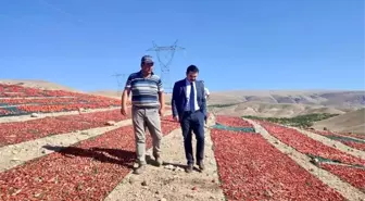 Kurutmalık Domates daha da yaygınlaştırılacak