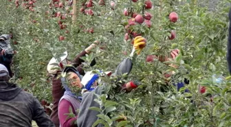 Niğde ekonomi haberi... Niğde'de 650 bin ton elma rekoltesi bekleniyor