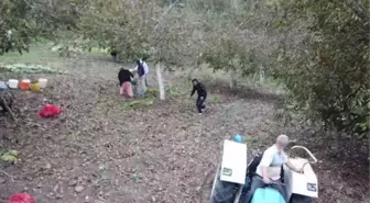Bilecik haber... Bilecik'te üretilen cevizler ülkenin her yanına satılıyor