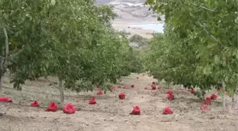 Bozuk orman arazisinde yetiştirilen cevizlerin hasadı başladı