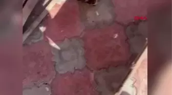 MERSİN'DE KÖPEK VE KEDİLERİN ZEHİRLENDİĞİ İDDİASINA İNCELEME