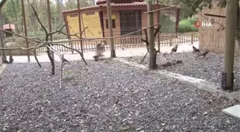 Özgürlüğe kanat çırpamayan engelli yırtıcılar, burada ağırlanıyor