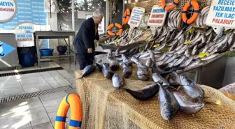 Denizlerde en çok Omega 3'ün bulunduğu palamutta bolluk