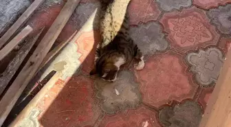 Son dakika haberleri | Mersin'de köpek ve kedileri zehirleyen şahıs gözaltına alındı