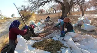 Bıttım hasadı başladı! Geçen yıl 300 lira olan fiyat bu yıl 500 liraya çıkacak