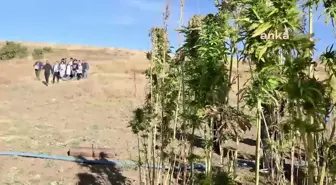Yozgat haberleri | Yozgat Bozok Üniversitesi'nde Öğrencilere Uygulamalı Kenevir Tarımı Eğitimi