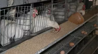 Tüik: Tavuk Eti Üretimi Yıllık Bazda Yüzde 12,1 Arttı