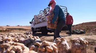 Şam'da Patates Hasadı