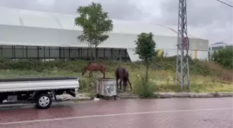 Avcılar'da vatandaşlar başıboş dolaşan atlarla ilgili çözüm bekliyor