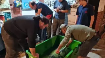 Caretta caretta ölü bulundu, 2 deniz kaplumbağası da kurtarıldı