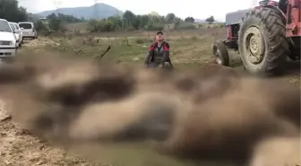 Sahipsiz köpeklerin saldırdığı 41 küçükbaş hayvan telef oldu