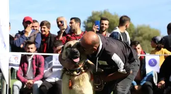 Doğu Karadeniz'in ilk Türk Çoban, Av ve Bekçi Köpekleri Irk Standartları Yarışması düzenlendi