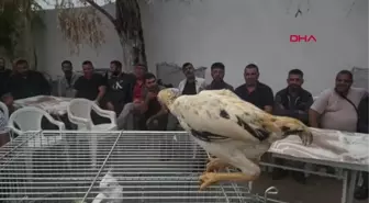 HAYVANSEVERLERİ BULUŞTURAN GÜZELLİK YARIŞMASI