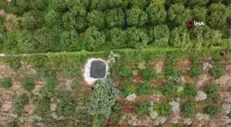 Son dakika haberi | Kısmeti bahçesine geldi... Şimdi tane tane satıp para kazanıyor