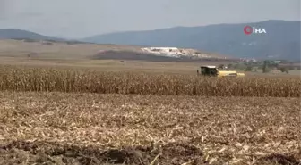 Lise öğrencileri ektikleri mısırın hasadını yaptı