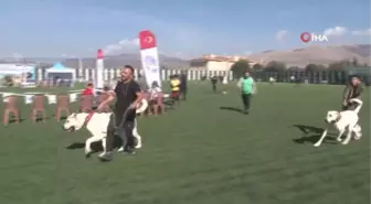 Türk çoban köpeği ırkları podyuma çıktı