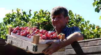 Üzüm üreticinin yüzünü güldürüyor