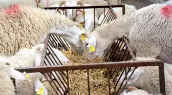 İzmir haber | İzmir Büyükşehir Belediyesinden 34 üreticiye daha hayvan desteği