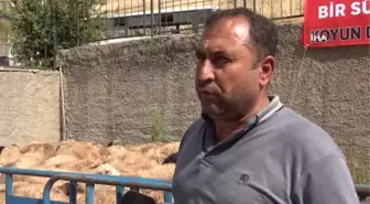 Köye dönüşleri desteklemek için koyun dağıtımı yapıldı