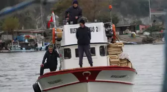 Batı Karadeniz'de palamut bolluğu fiyatlara yansıdı