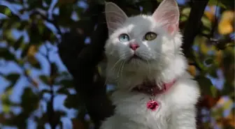 VAN KEDİ VİLLASI'NDA 2023 DOĞUMLARI İÇİN ÇALIŞMALARA BAŞLANDI
