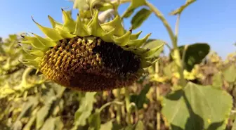 İzmir haber... İzmir çiftçisi ayçiçek ekimine yöneldi
