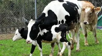 YAVRUSUNDAN AYIRILIP KESİME GÖTÜRÜLEN İNEK, EMEKLİ HAYVANLAR ÇİFTLİĞİ'NDE