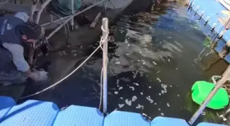 Amatör balıkçılar oltayla 38 ve 43 kilogramlık yayın balıkları yakaladı