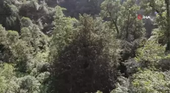 Eskişehir gündem haberi... Bin 400 yaşındaki Porsuk ağacının tescillenmesi için çalışma başlatıldı