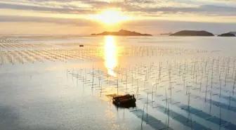 Çin'in Xiapu İlçesinde Deniz Yosunu Hasadı