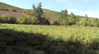 Tokatlı çiftçi ata tohumuyla domates verimini artırdı