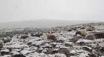 Ağrı haber: Ağrı'da etkili olan kar ve siste çobanların zorlu mesaisi sürüyor