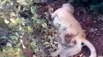 Av tüfeği ile katledilen çoban köpeği çalıların arasında bulundu