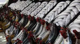 Palamut fiyatları dibe vurdu: 700 gram palamut 25 TL