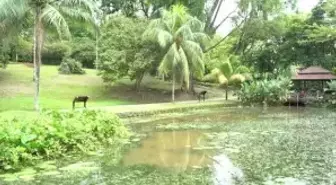 Kuala Lumpur'un kalbindeki yaşam parkı: Perdana Botanik Bahçeleri